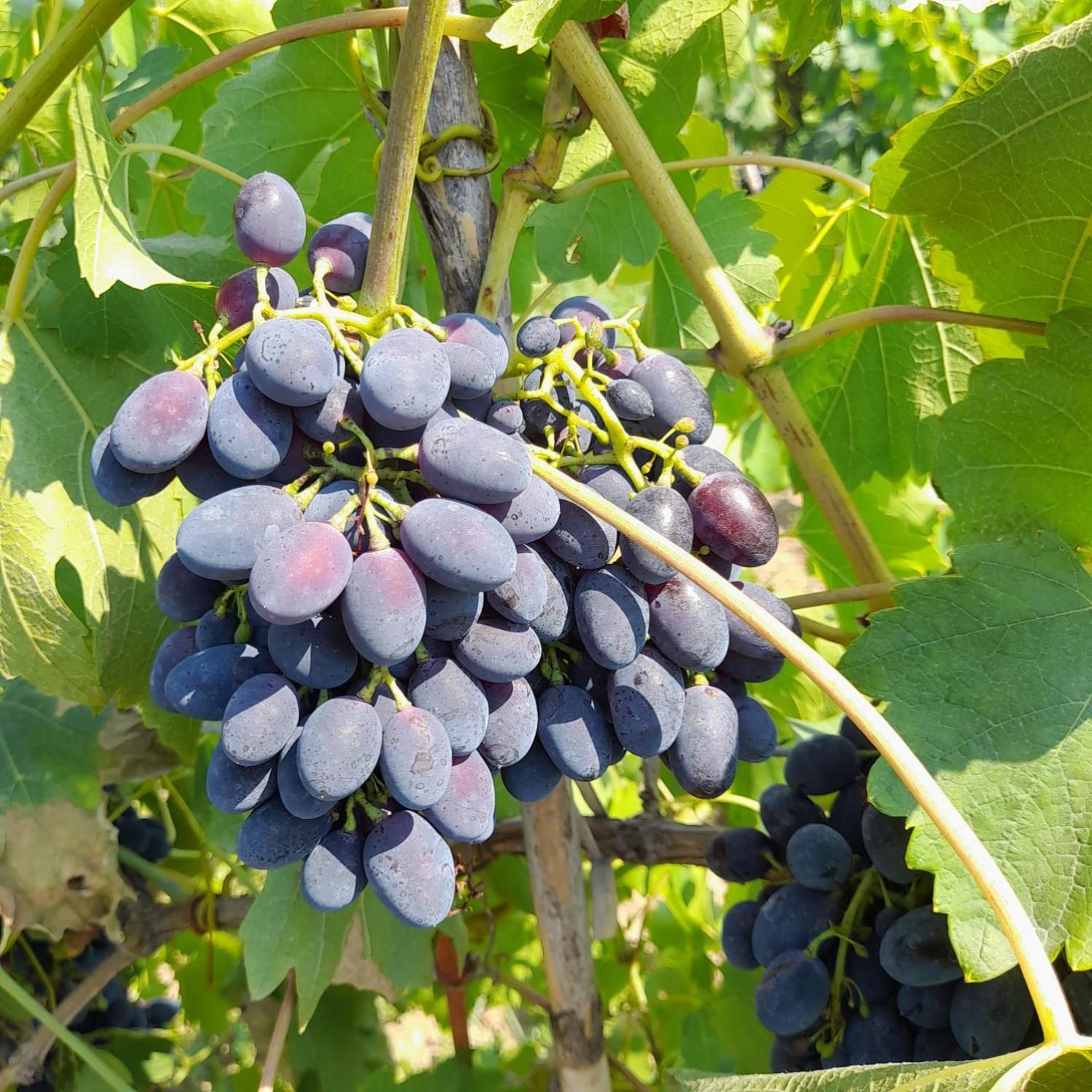 Villa Besart Berat Zewnętrze zdjęcie